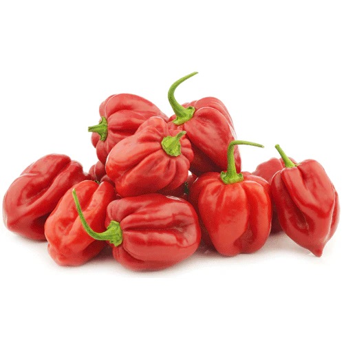 Red Habanero Pepper Supplier