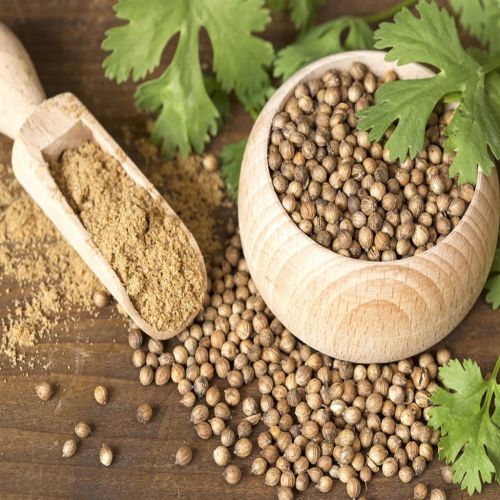 Coriander Supplier Laos