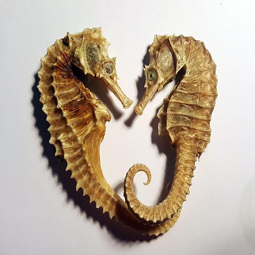 Dried Seahorse Supplier Laos