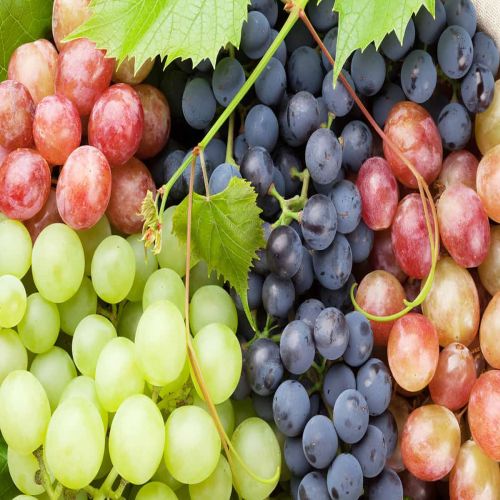 Grapes Supplier Laos