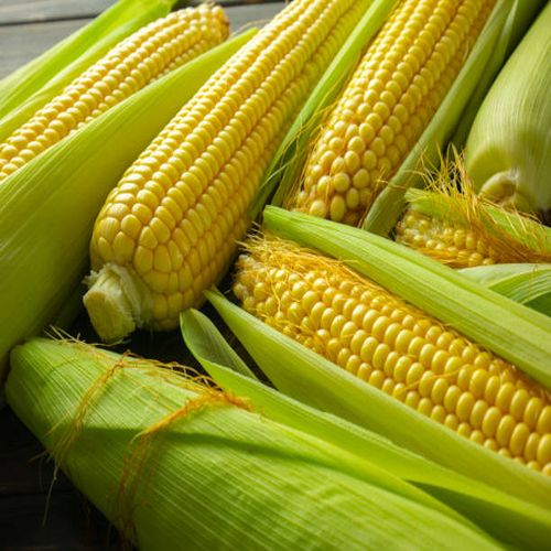 Maize Supplier Laos