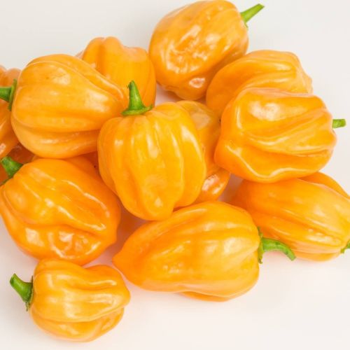 Yellow Habanero Pepper Supplier